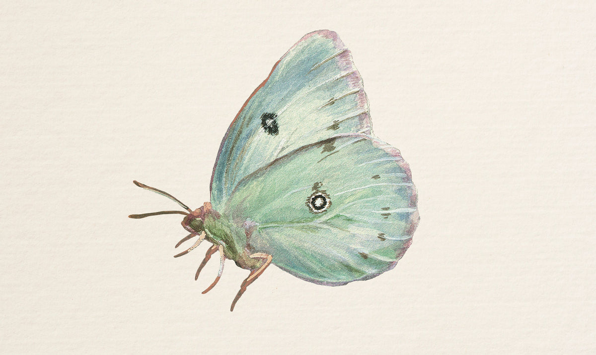 Honeybloom Butterfly IV Mural Wallpaper - pure wallpaper artwork