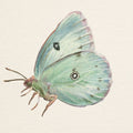 Honeybloom Butterfly IV Mural Wallpaper - pure wallpaper artwork