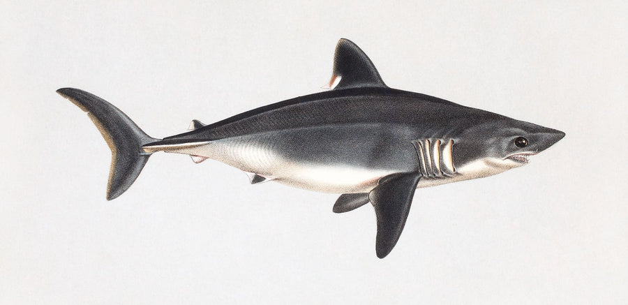 Porbeagle Mural Wallpaper