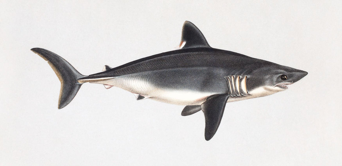 Porbeagle Mural Wallpaper - pure wallpaper artwork