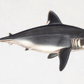 Porbeagle Mural Wallpaper - pure wallpaper artwork