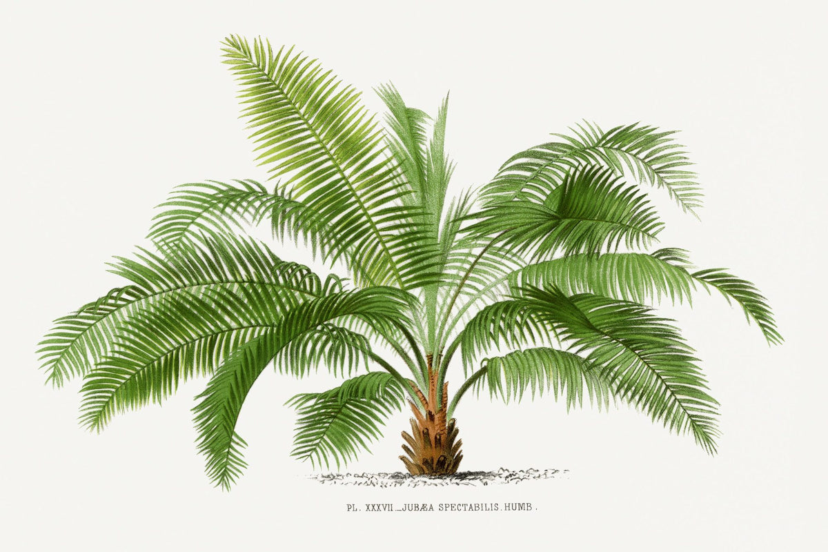 Vintage Palm Tree II Mural Wallpaper - pure wallpaper artwork