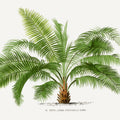 Vintage Palm Tree II Mural Wallpaper - pure wallpaper artwork