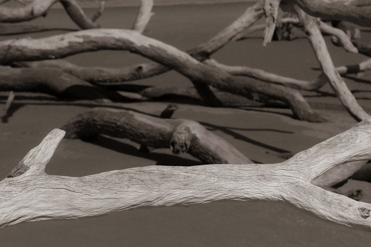 Georgia Driftwood Mural Wallpaper - pure wallpaper artwork