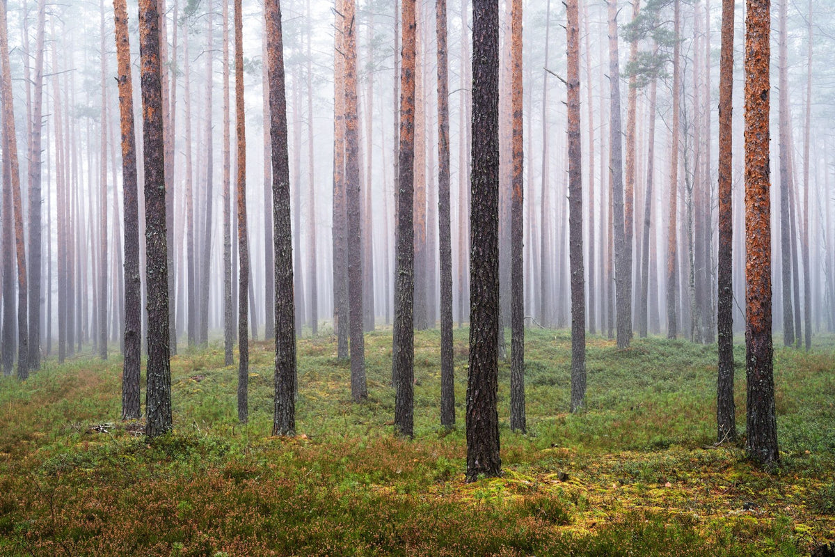 Hide and Seek Forest Mural Wallpaper - pure wallpaper artwork