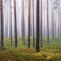 Hide and Seek Forest Mural Wallpaper - pure wallpaper artwork