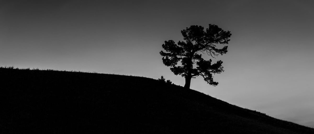 Limber Pine BW Mural Wallpaper - pure wallpaper artwork