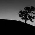 Limber Pine BW Mural Wallpaper - pure wallpaper artwork