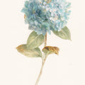 Garden Hydrangea Mural Wallpaper - pure wallpaper artwork