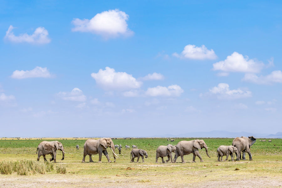 Elephant Walk Mural Wallpaper