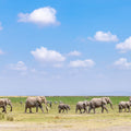Elephant Walk Mural Wallpaper - pure wallpaper artwork