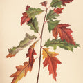 Fall Leaves I Muted Mural Wallpaper - pure wallpaper artwork