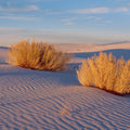 Golden Dune Shadows Mural Wallpaper - pure wallpaper artwork