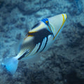 South Pacifish Mural Wallpaper - pure wallpaper artwork