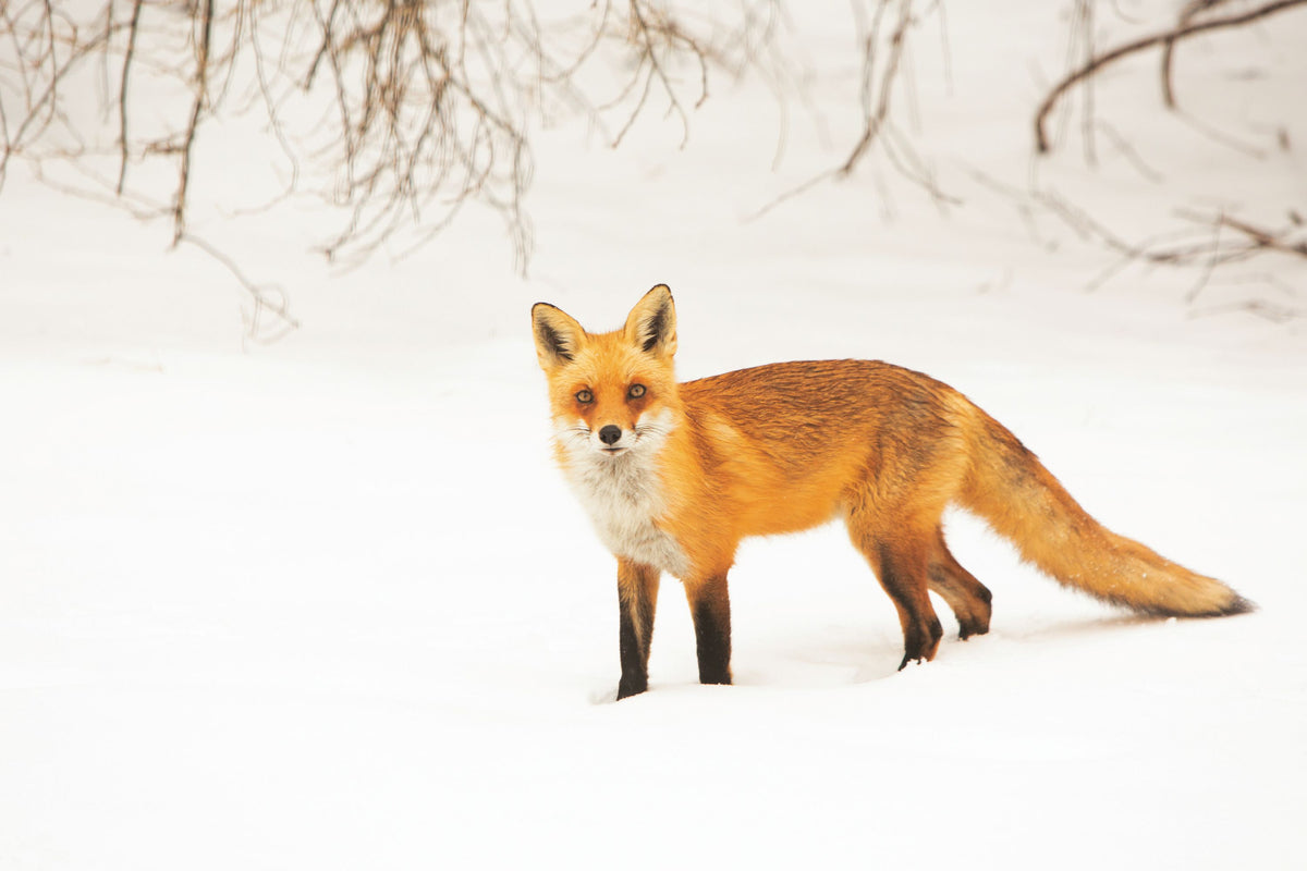 Red Fox IV Mural Wallpaper - pure wallpaper artwork
