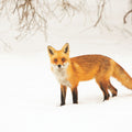 Red Fox IV Mural Wallpaper - pure wallpaper artwork