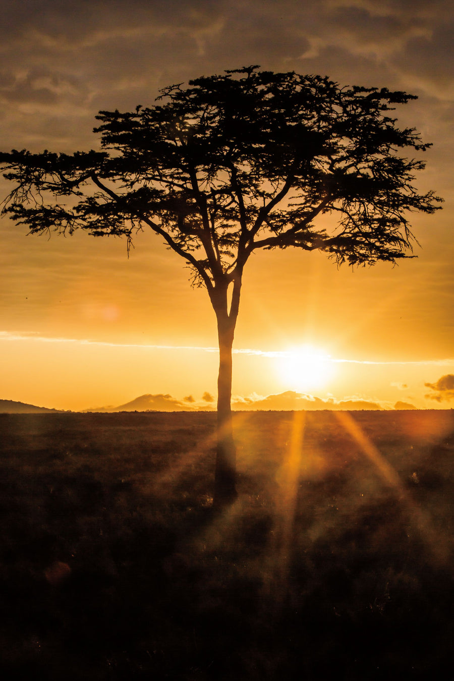 African Sunrise Mural Wallpaper