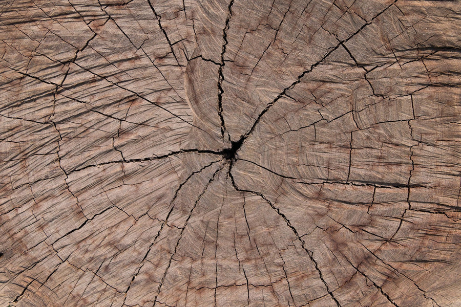 Forest Wallpaper Mural – Woodland Wall Mural – Tree Ring Portrait printable artwork