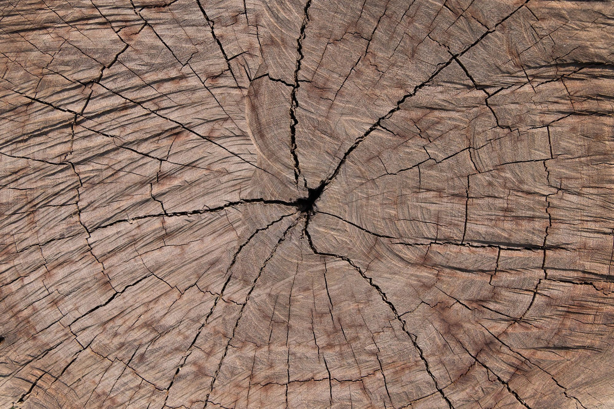 Tree Ring Portrait Mural Wallpaper - pure wallpaper artwork