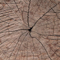 Tree Ring Portrait Mural Wallpaper - pure wallpaper artwork