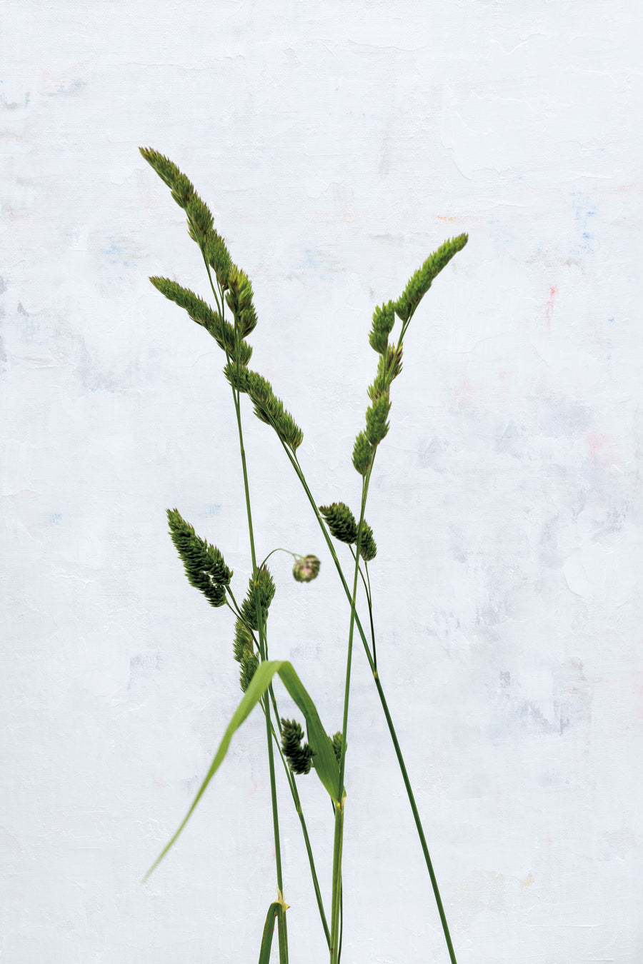 Cat Grass Mural Wallpaper