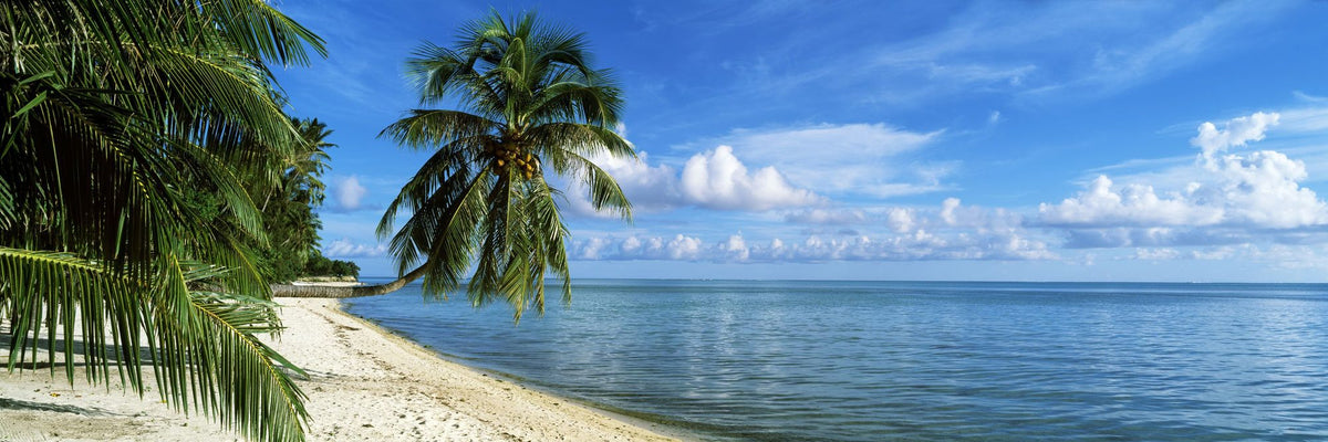 Coconut Shore Mural Wallpaper - pure wallpaper artwork