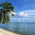 Coconut Shore Mural Wallpaper - pure wallpaper artwork