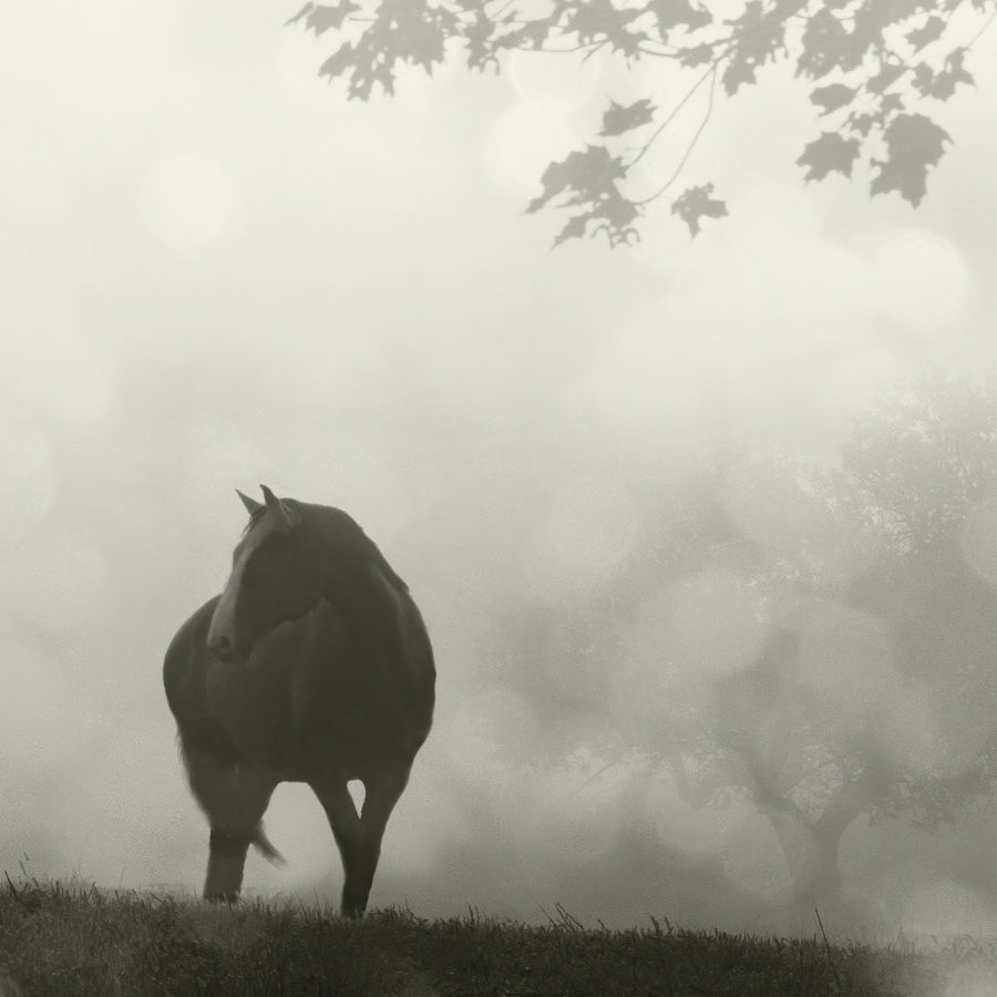 Morning Meadow Horses III Mural Wallpaper