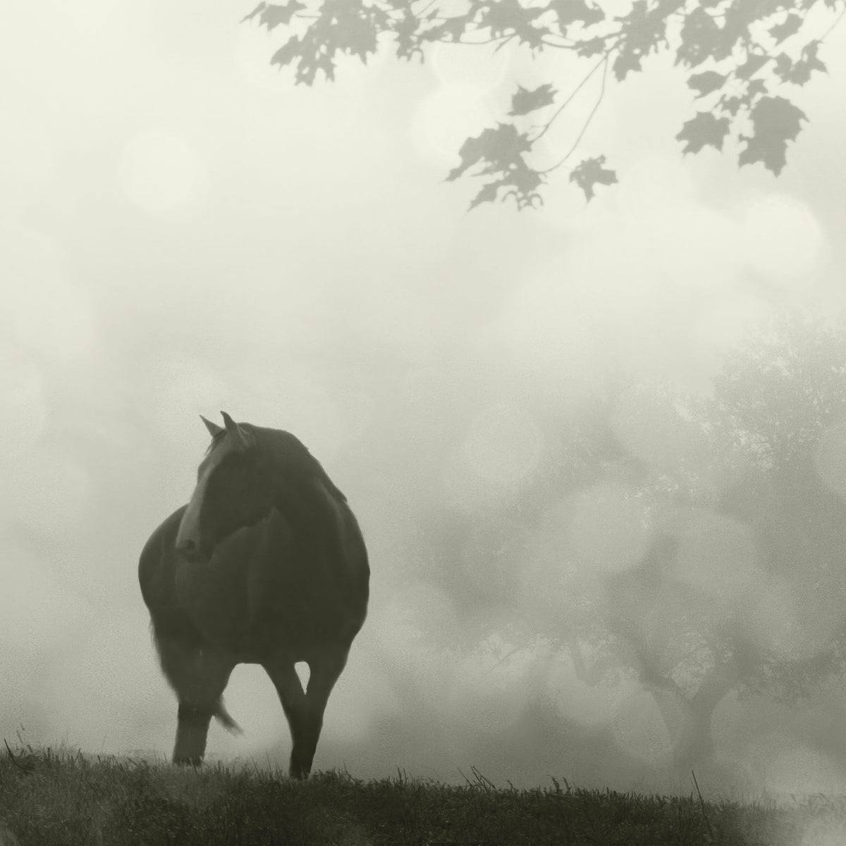 Morning Meadow Horses III Mural Wallpaper - pure wallpaper artwork
