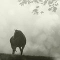 Morning Meadow Horses III Mural Wallpaper - pure wallpaper artwork