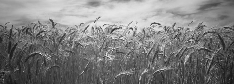 Whispering Harvest Mural Wallpaper