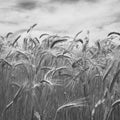 Whispering Harvest Mural Wallpaper - pure wallpaper artwork