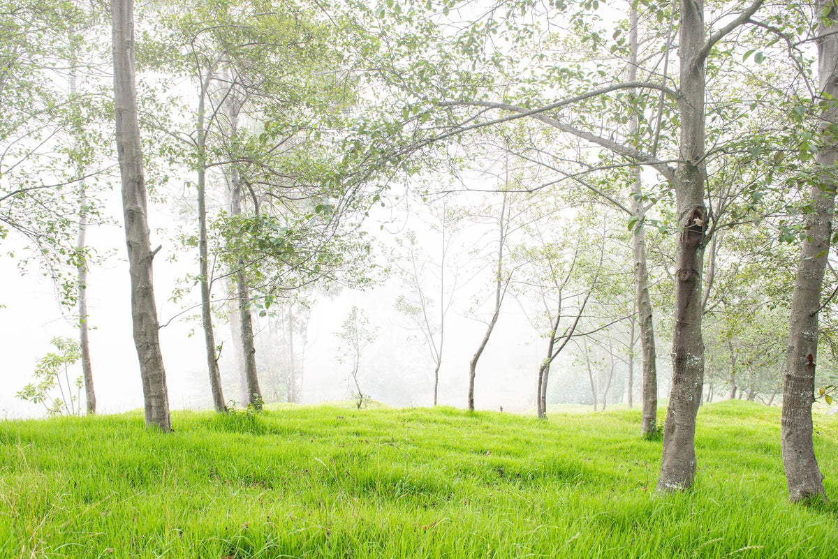 Young Forest Sunbath Mural Wallpaper - pure wallpaper artwork
