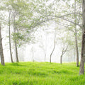 Young Forest Sunbath Mural Wallpaper - pure wallpaper artwork
