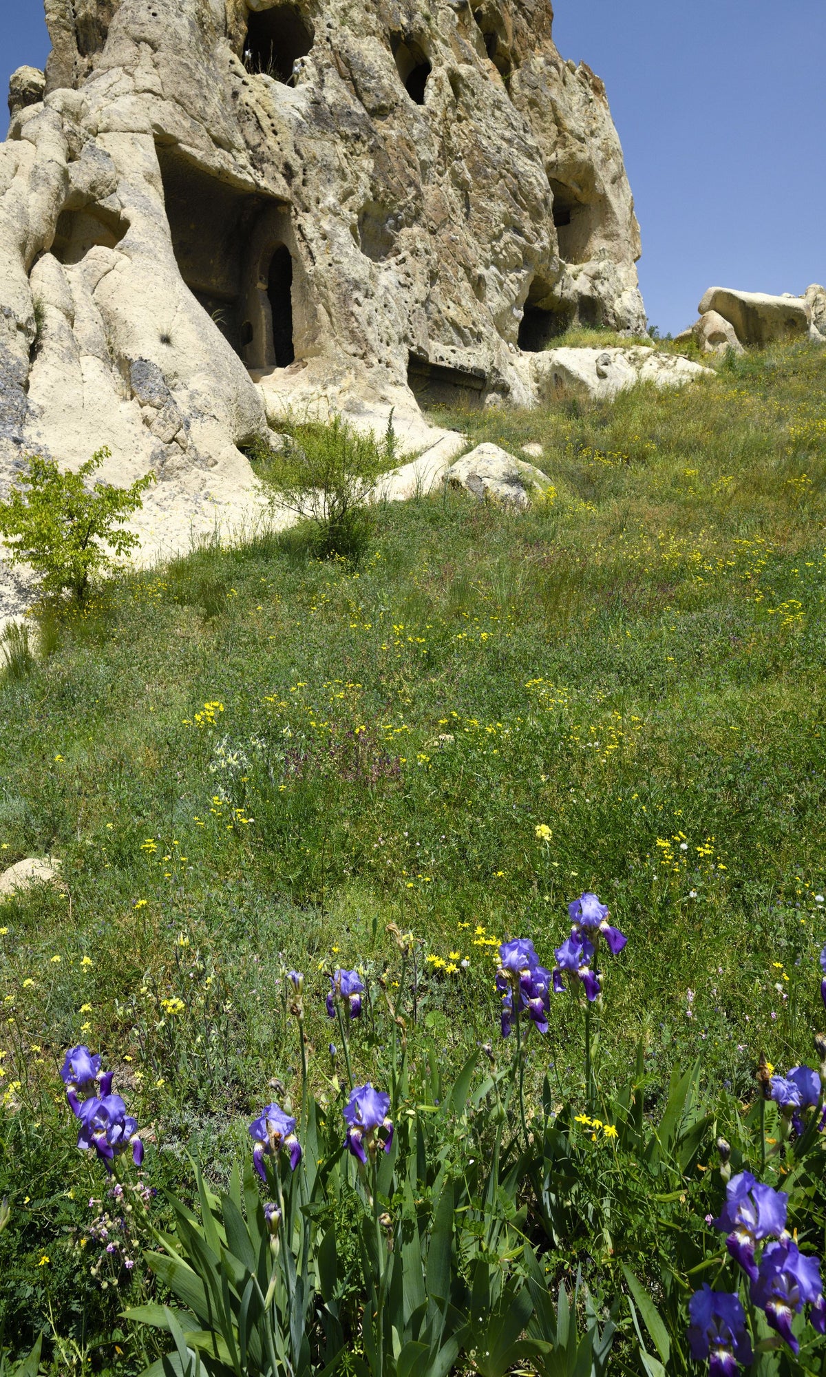 Wildflower Cavern Mural Wallpaper - pure wallpaper artwork