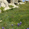 Wildflower Cavern Mural Wallpaper - pure wallpaper artwork