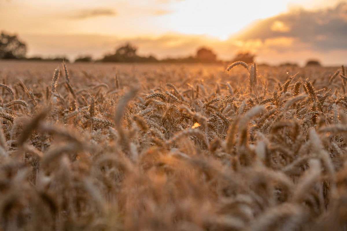 Harvest Sunset Mural Wallpaper - pure wallpaper artwork