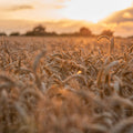 Harvest Sunset Mural Wallpaper - pure wallpaper artwork