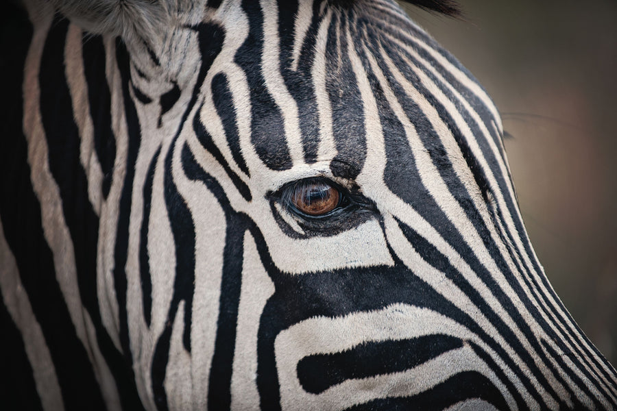 Zebra Face Mural Wallpaper