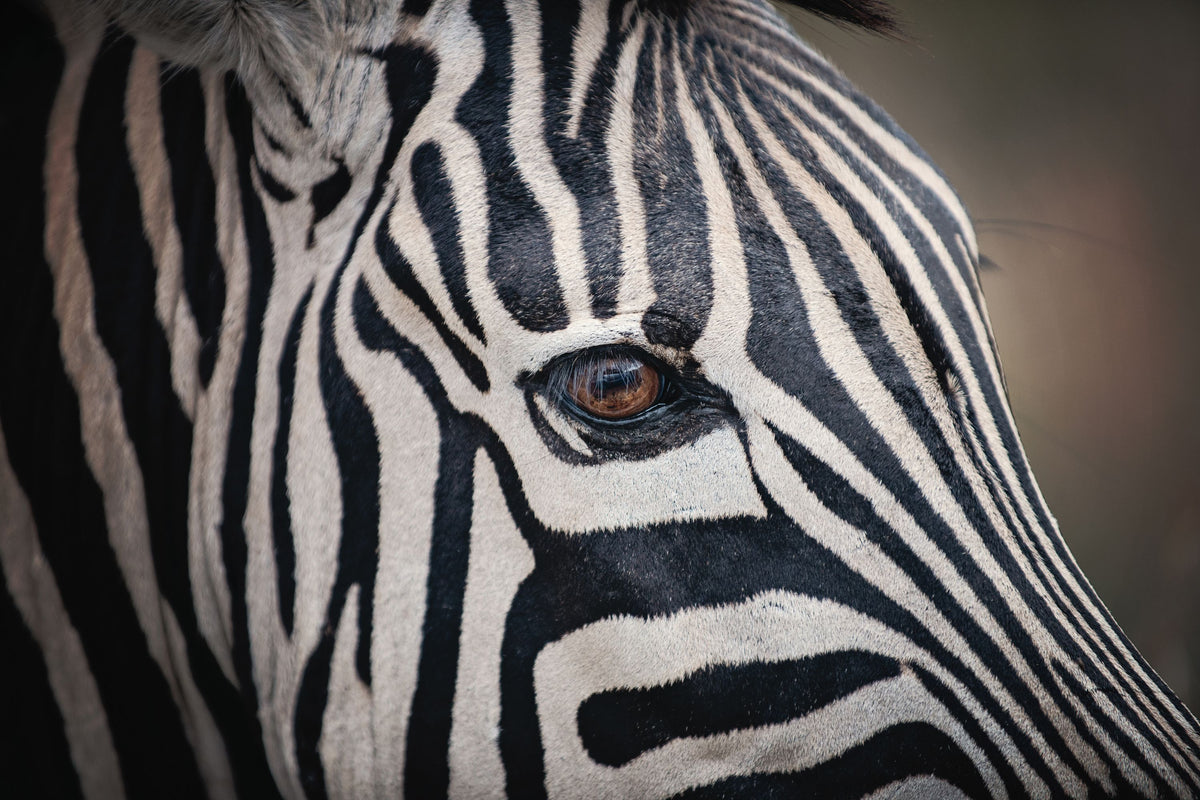 Zebra Face Mural Wallpaper - pure wallpaper artwork