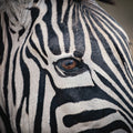 Zebra Face Mural Wallpaper - pure wallpaper artwork