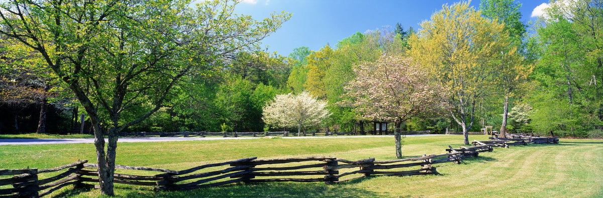Davidson River Campground Mural Wallpaper - pure wallpaper artwork