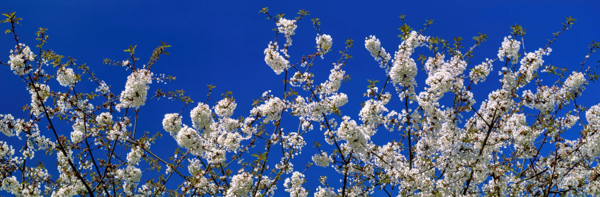 Azure Blossom Mural Wallpaper - pure wallpaper artwork