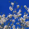 Azure Blossom Mural Wallpaper - pure wallpaper artwork