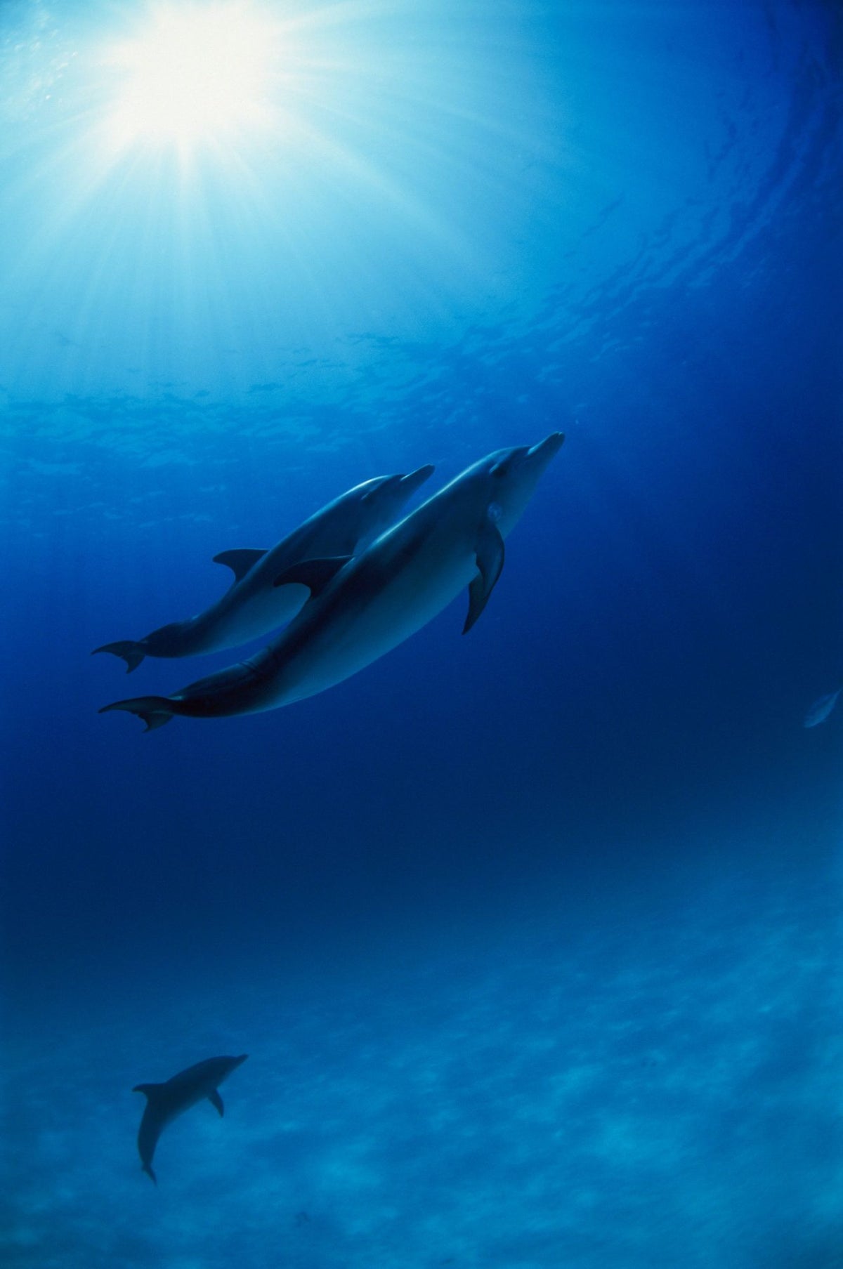 Ocean Harmony Mural Wallpaper - pure wallpaper artwork