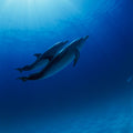 Ocean Harmony Mural Wallpaper - pure wallpaper artwork