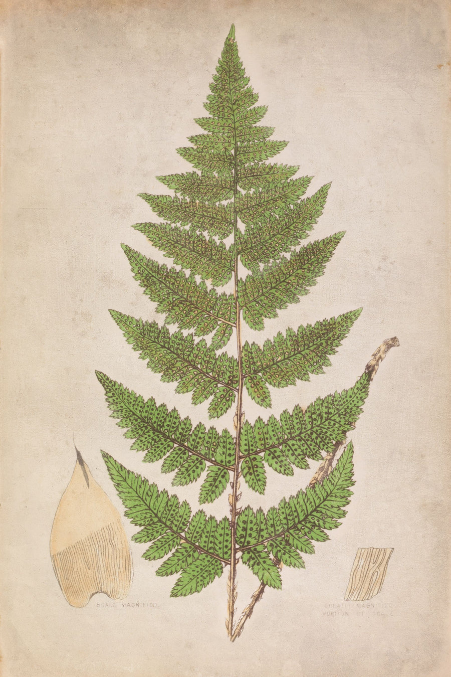 Forest Fern IV Mural Wallpaper
