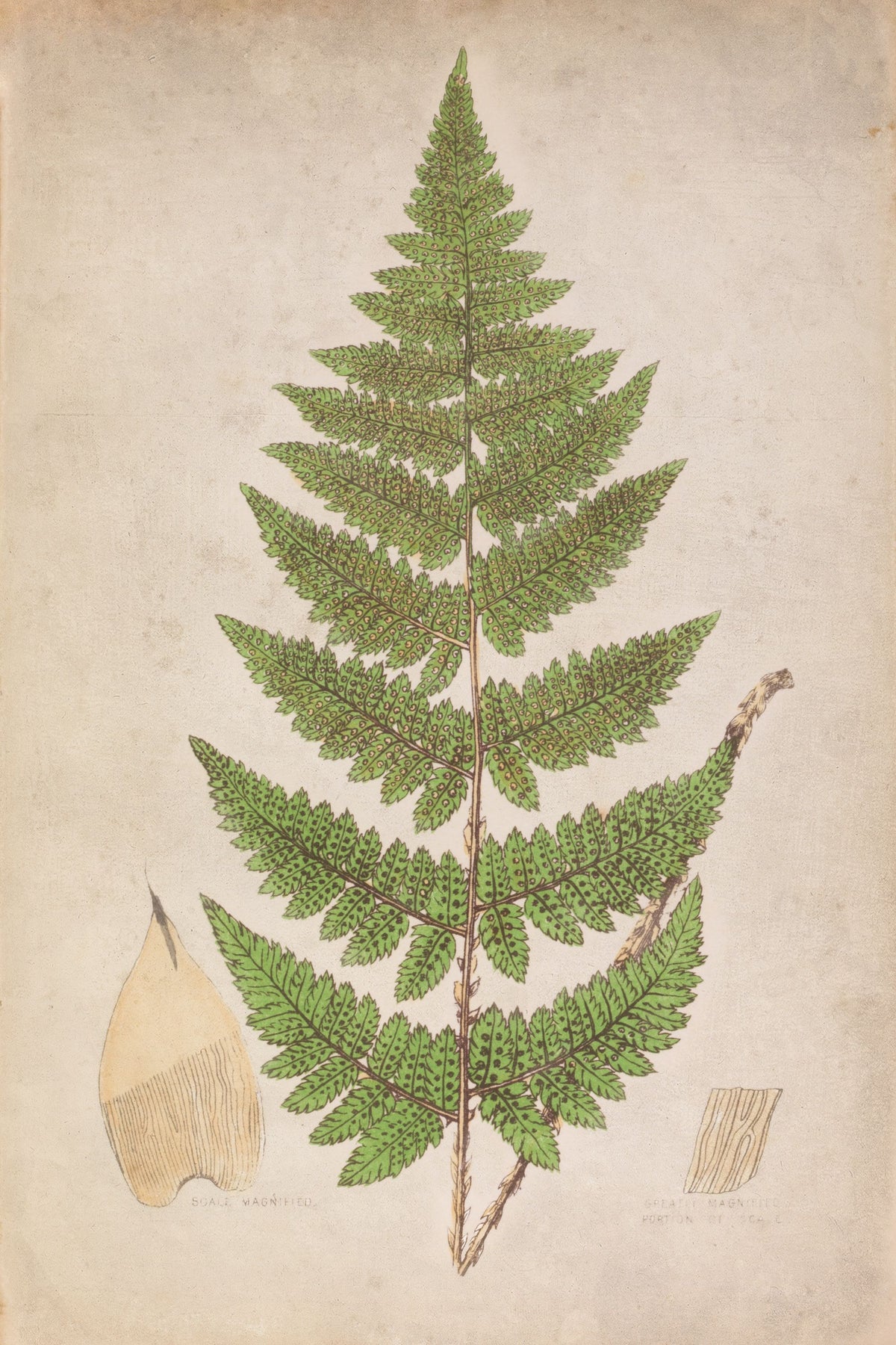 Forest Fern IV Mural Wallpaper - pure wallpaper artwork