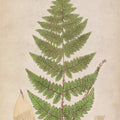 Forest Fern IV Mural Wallpaper - pure wallpaper artwork