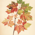 Fall Leaves II Muted Mural Wallpaper - pure wallpaper artwork